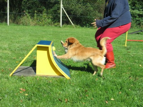 flyball